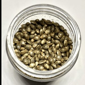 Chemdog '91 x OG Kush Seeds (Pack of 10)
