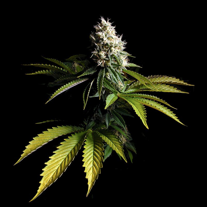 marijuana-dispensaries-root-mmc-in-boulder-chems-sis