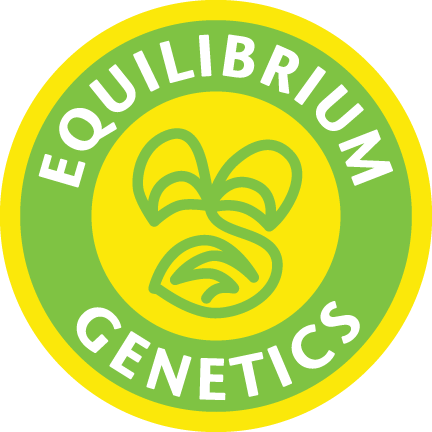 Chocolate Malawi (12pk) by Equilibrium Genetics