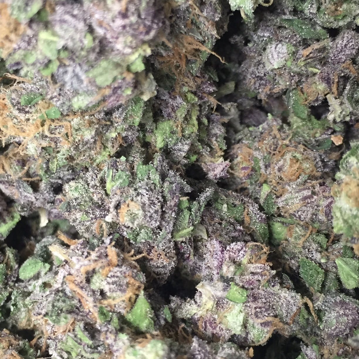Classic Purps