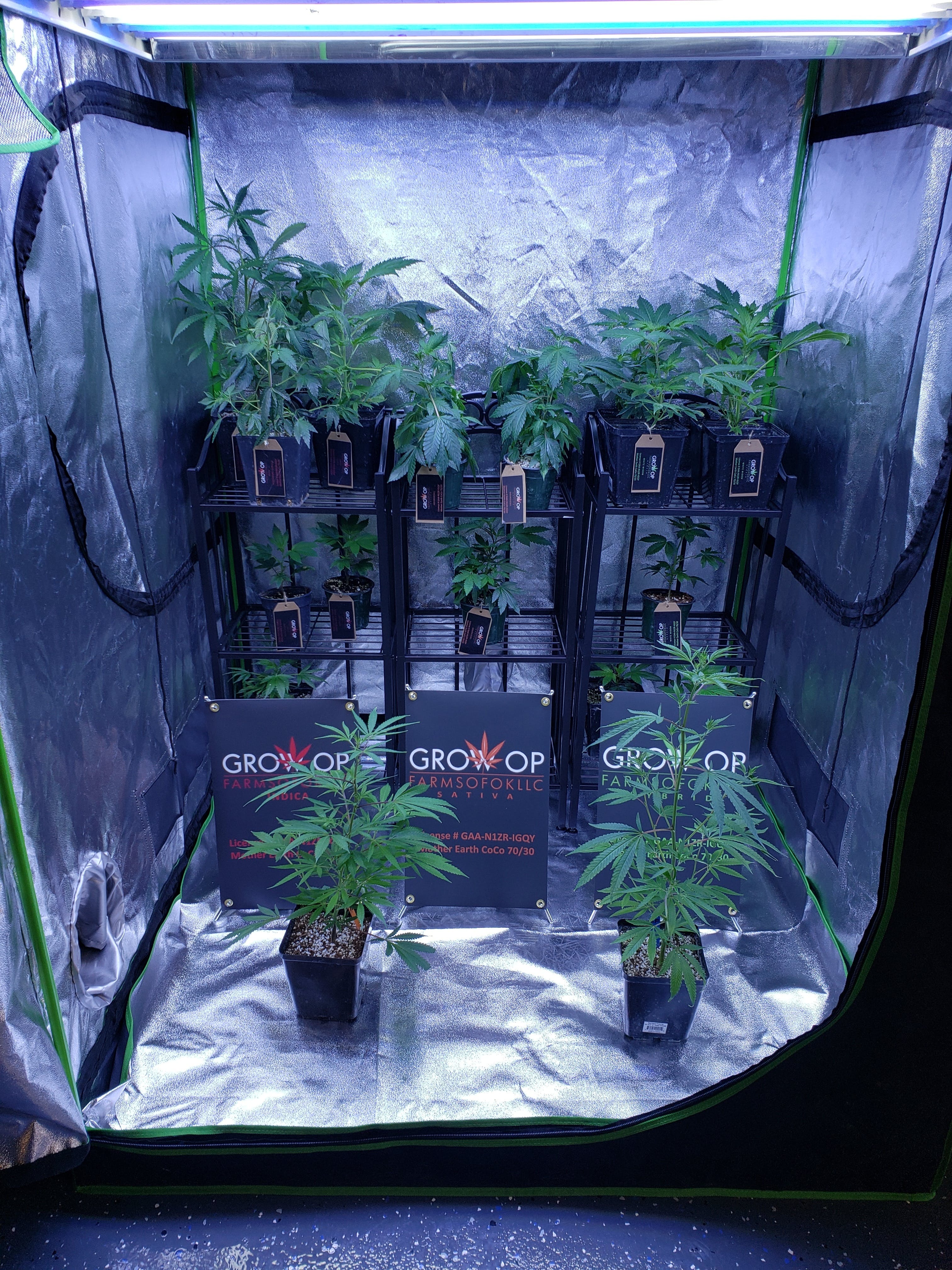 marijuana-dispensaries-lucky-monkey-buds-grand-opening-21-21-21-in-trinidad-clones