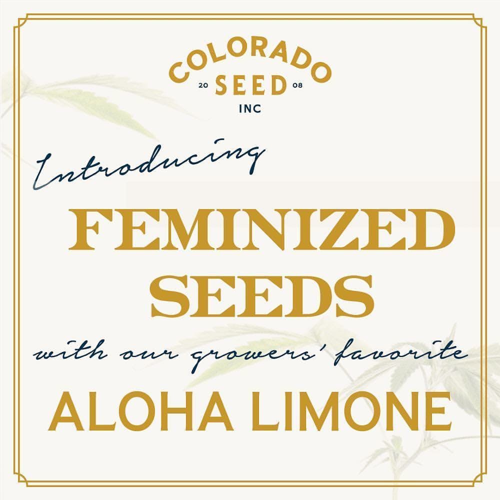 Colorado Seed Inc. Seeds - Feminized