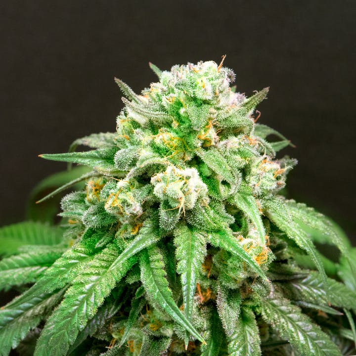 marijuana-dispensaries-727-kapahulu-ave-honolulu-cookie-wreck-16-5-25-thc