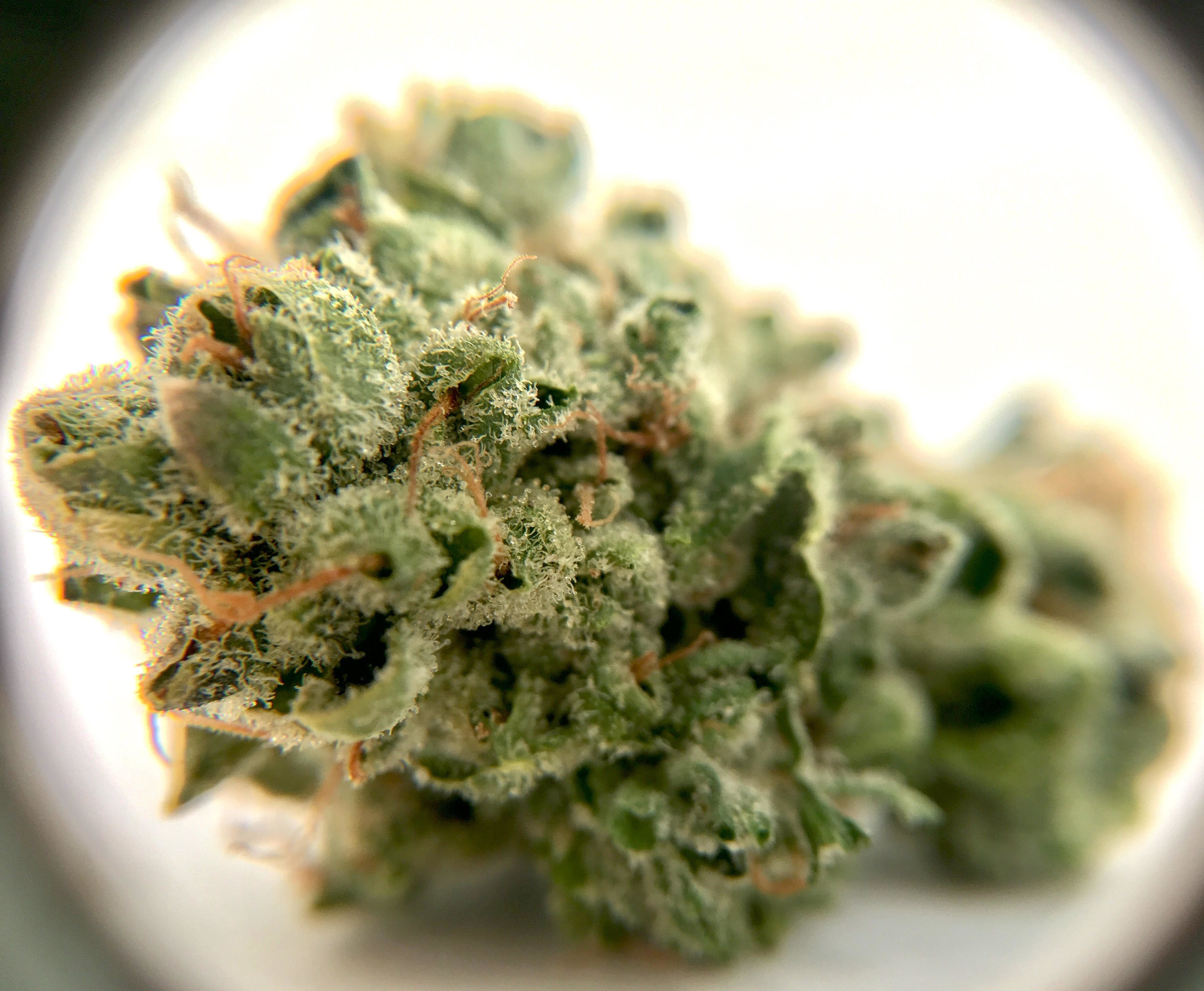marijuana-dispensaries-medigreen-cannabis-clinic-in-carolina-cookies-n-chem