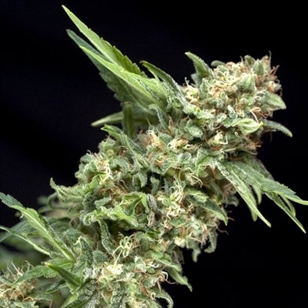 marijuana-dispensaries-pineapple-exchange-medical-in-denver-critical-sensi-star