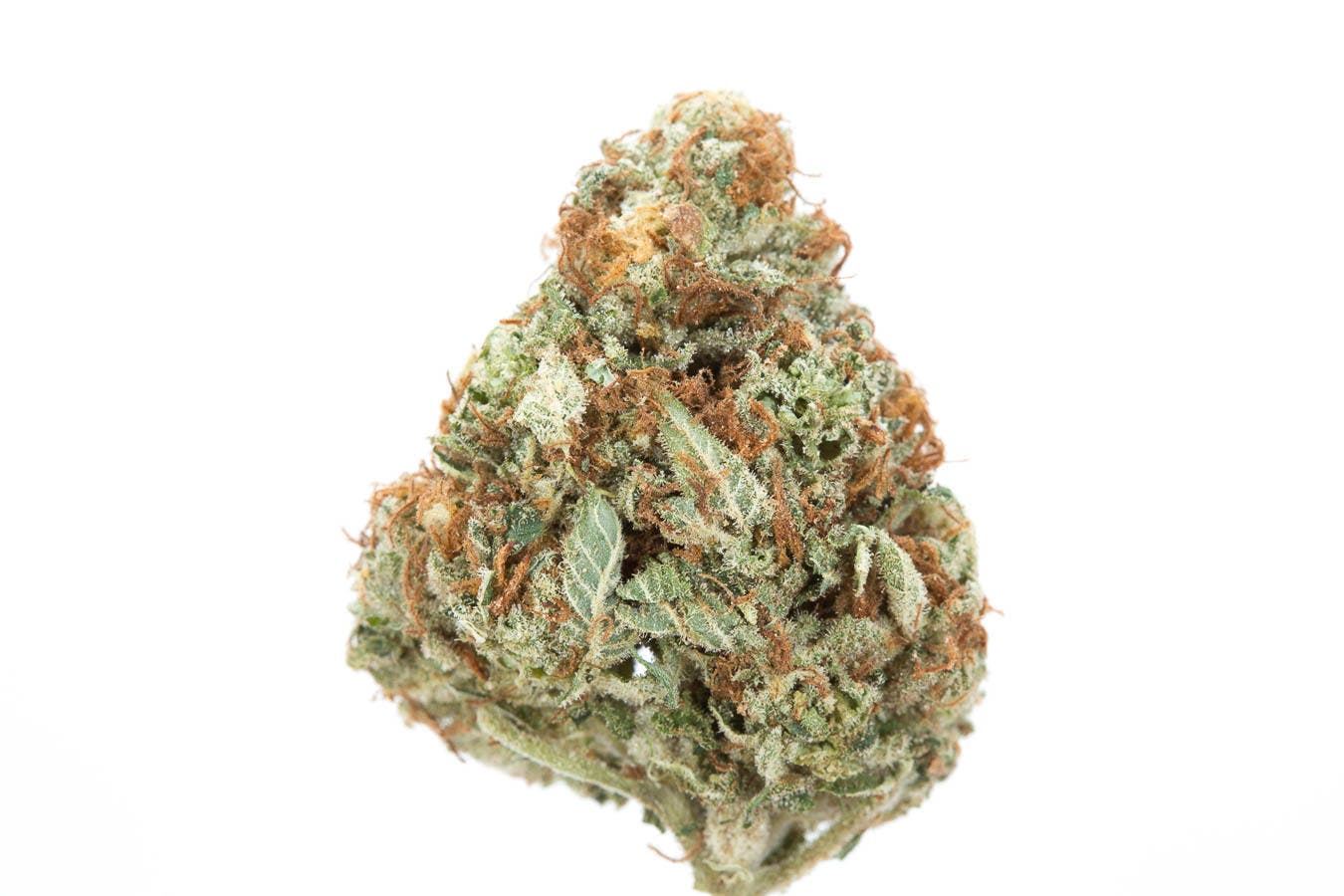 marijuana-dispensaries-3915-wilder-rd-bay-city-crocketty-dawg