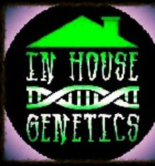 Crystal Gem (In House Genetics)