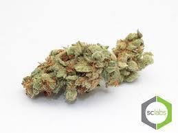 Daily Deal - Juicy Fruit ( 7G @ 35)