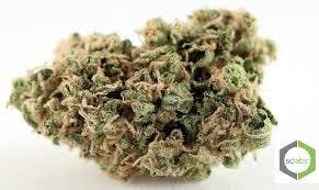 Daily Deal - Kush Queen ( 7G @ 35)