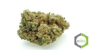 Daily Deal - Lime Pie ( 10G @ 35)