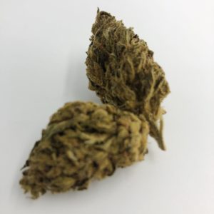 *DAILY DEALS* Chocolope