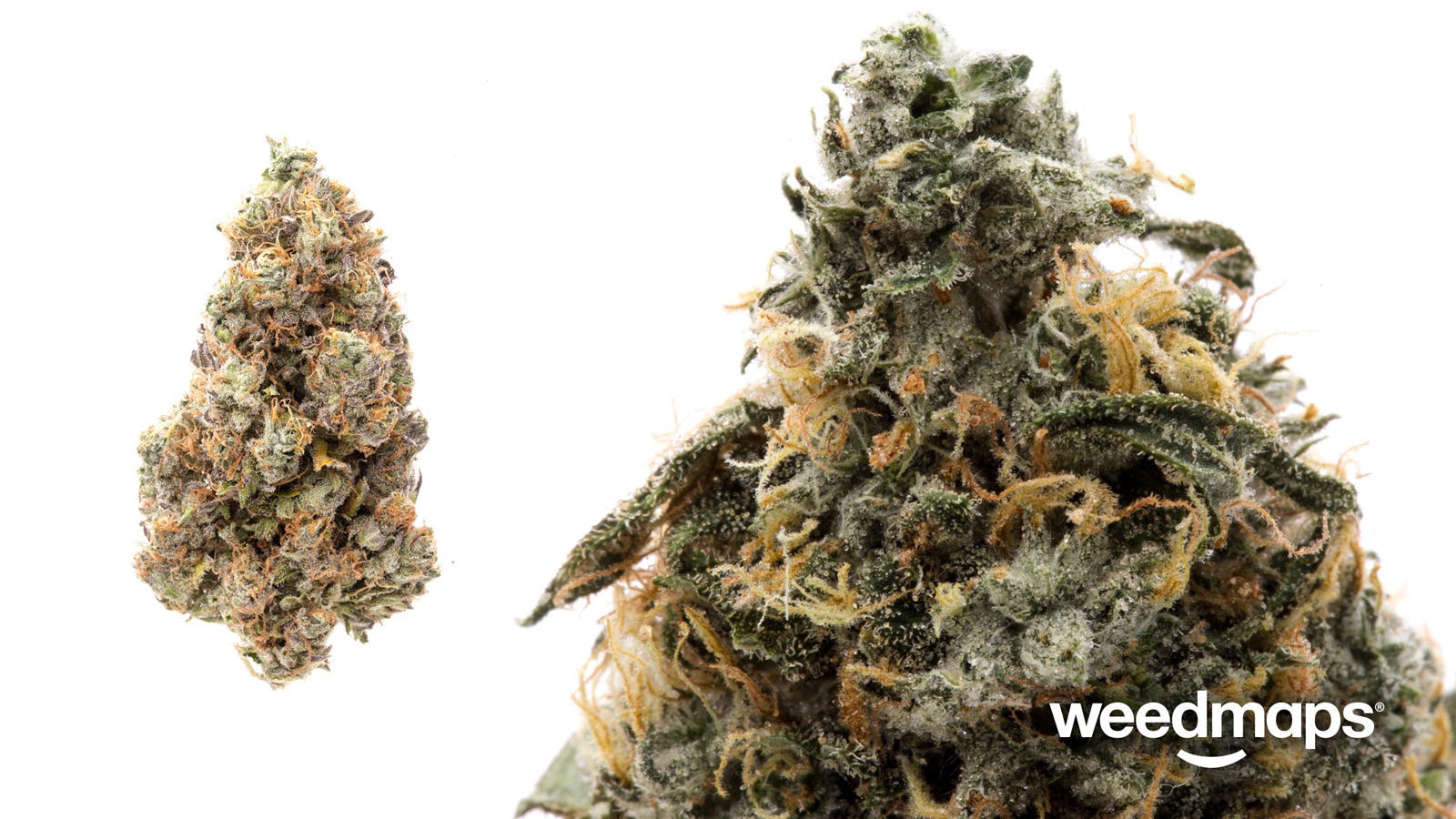marijuana-dispensaries-solace-meds-of-wheat-ridge-recreational-in-wheat-ridge-darth-maul-og-tax-included