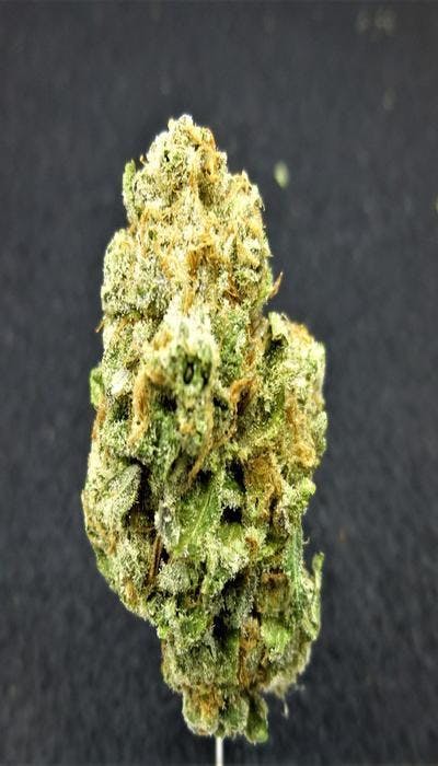 marijuana-dispensaries-the-farmacy-in-astoria-dawg-biscuit-234
