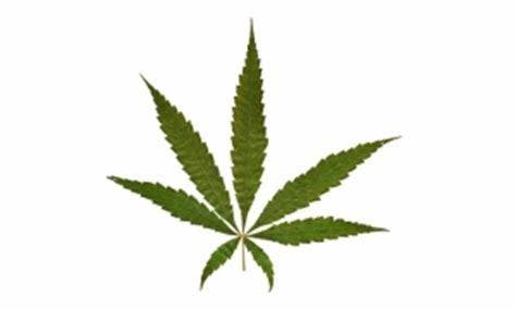 marijuana-dispensaries-reef-dispensaries-sparks-in-sparks-dizzy-dream-redwood