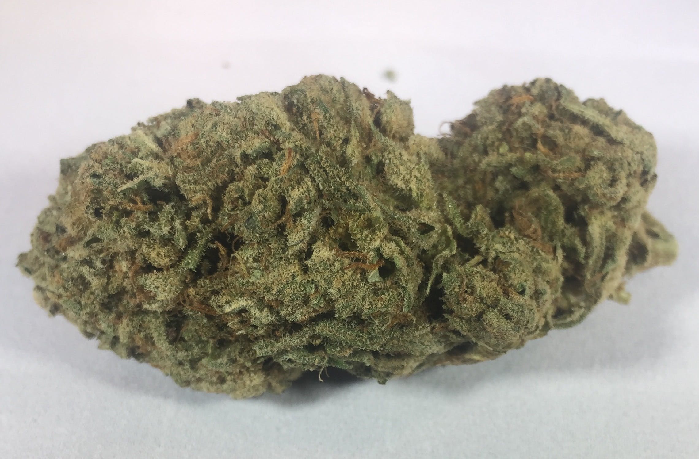 marijuana-dispensaries-1302-north-wilmington-blvd-wilmington-dogo-purple-bush