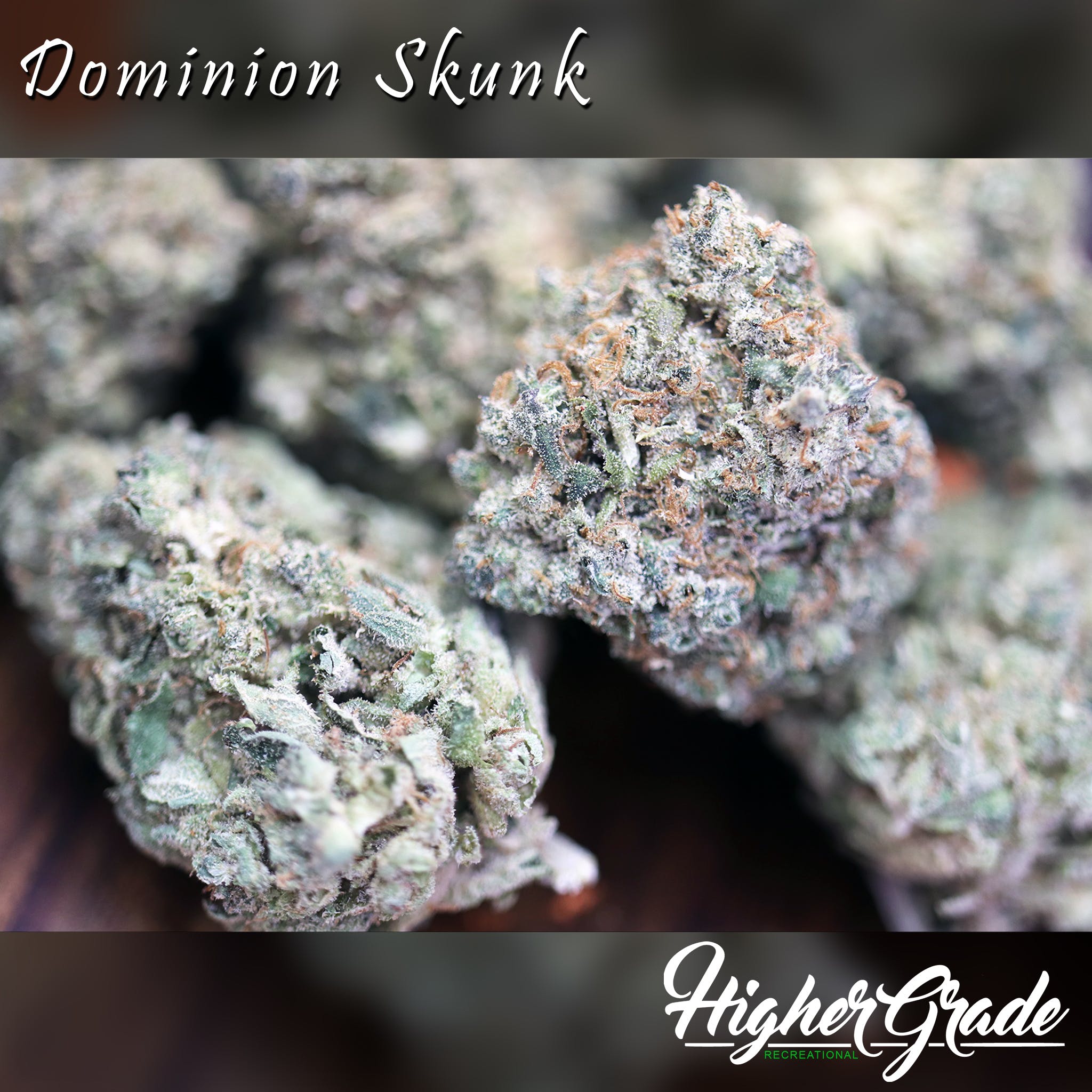 Dominion Skunk