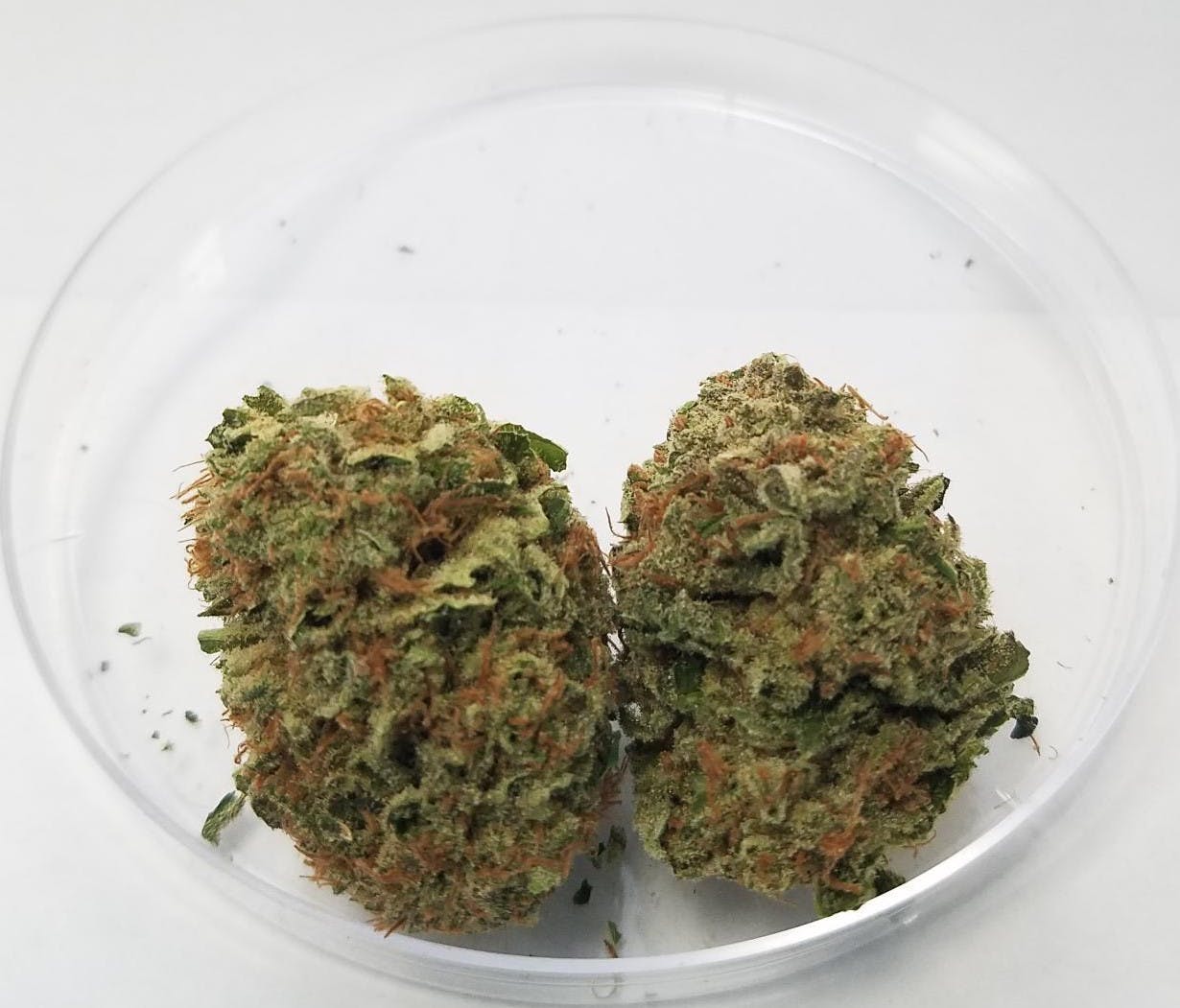marijuana-dispensaries-euflora-longmont-in-longmont-double-og-tangie