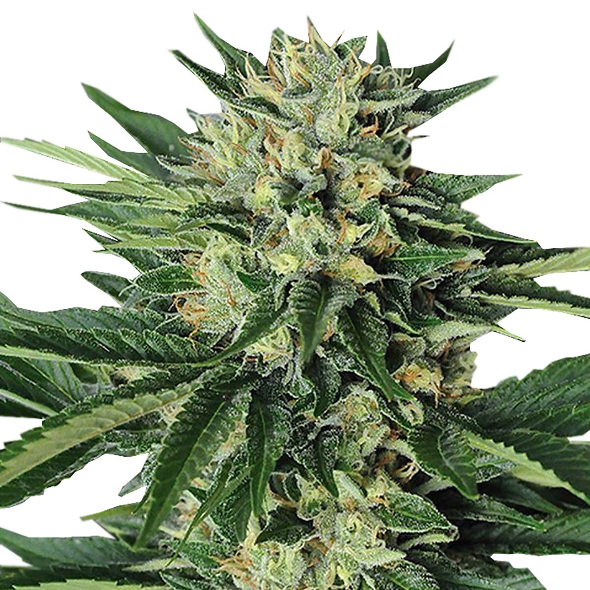 seed-humboldt-seed-organization-dr-greenthumba-c2-80-c2-99s-em-dog-by-b-real