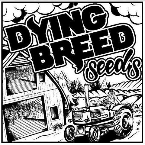 Dying Breed - Black Roze Seeds