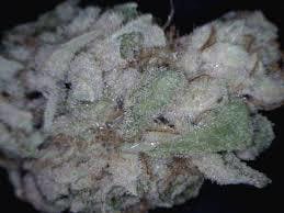 marijuana-dispensaries-11638-victory-blvd-north-hollywood-east-coast-sour-diesel-top-shelf