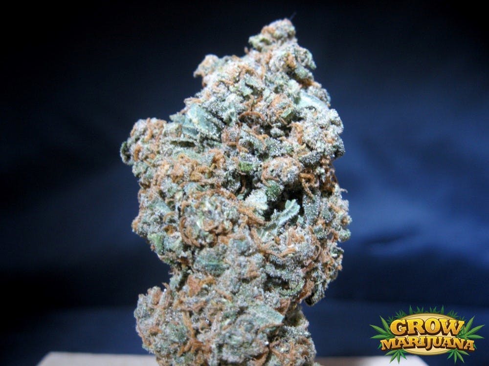 indica-emperor-og-cannabis-cup-winner-5g-for-55