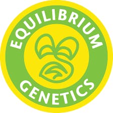 Equilibrium Genetics Black Jack Glue 6 seeds