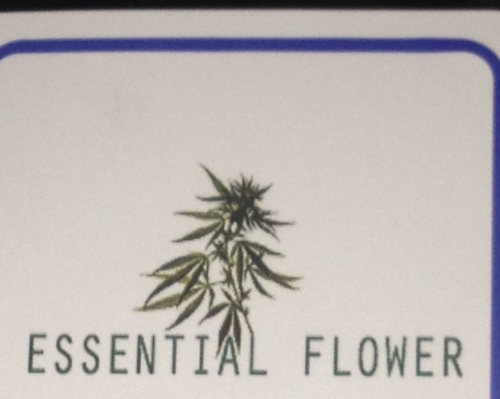 indica-essential-flower-platinum-og-i-19-5-25