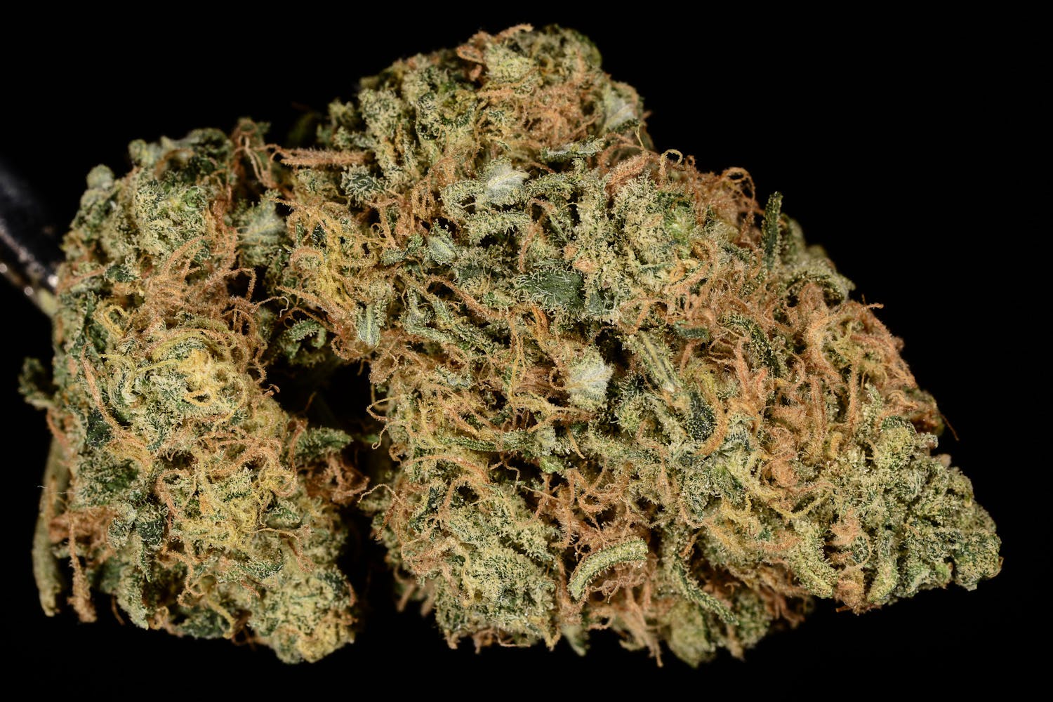 marijuana-dispensaries-7923-duchess-drive-whittier-exclusive-gorilla-unit