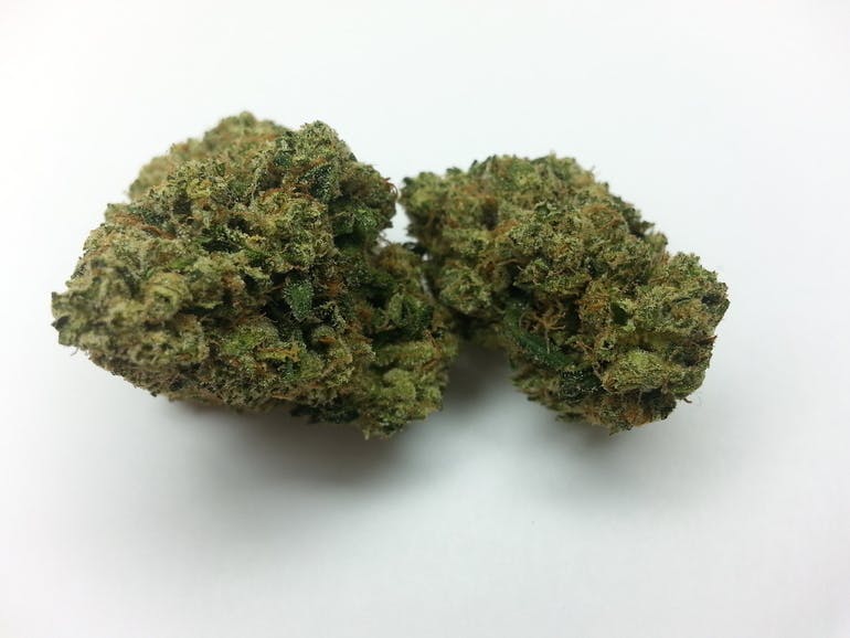 indica-exclusive-king-louie-xll