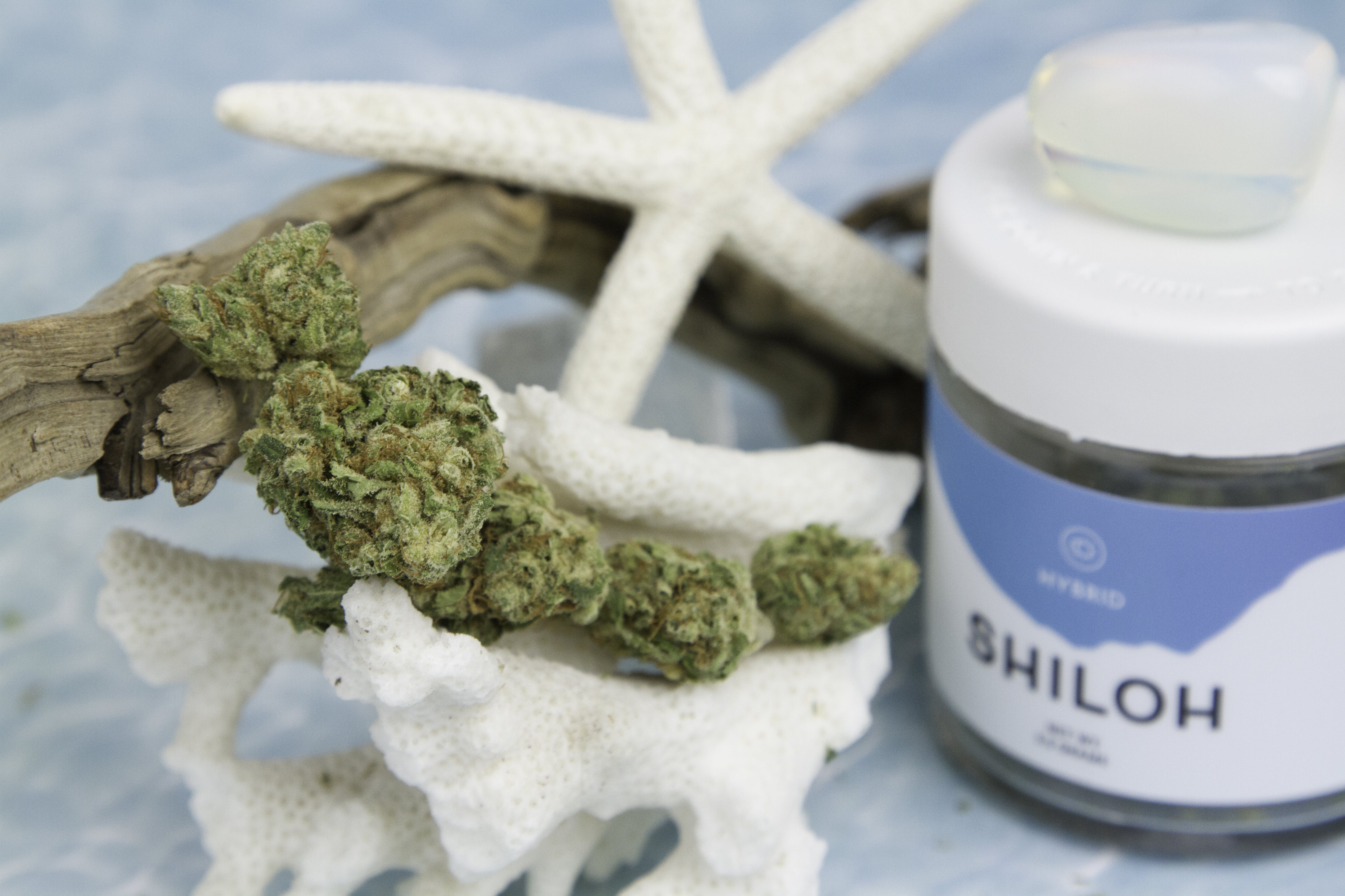 marijuana-dispensaries-22775-pacific-coast-highway-malibu-fire-og-from-shiloh-cannabis