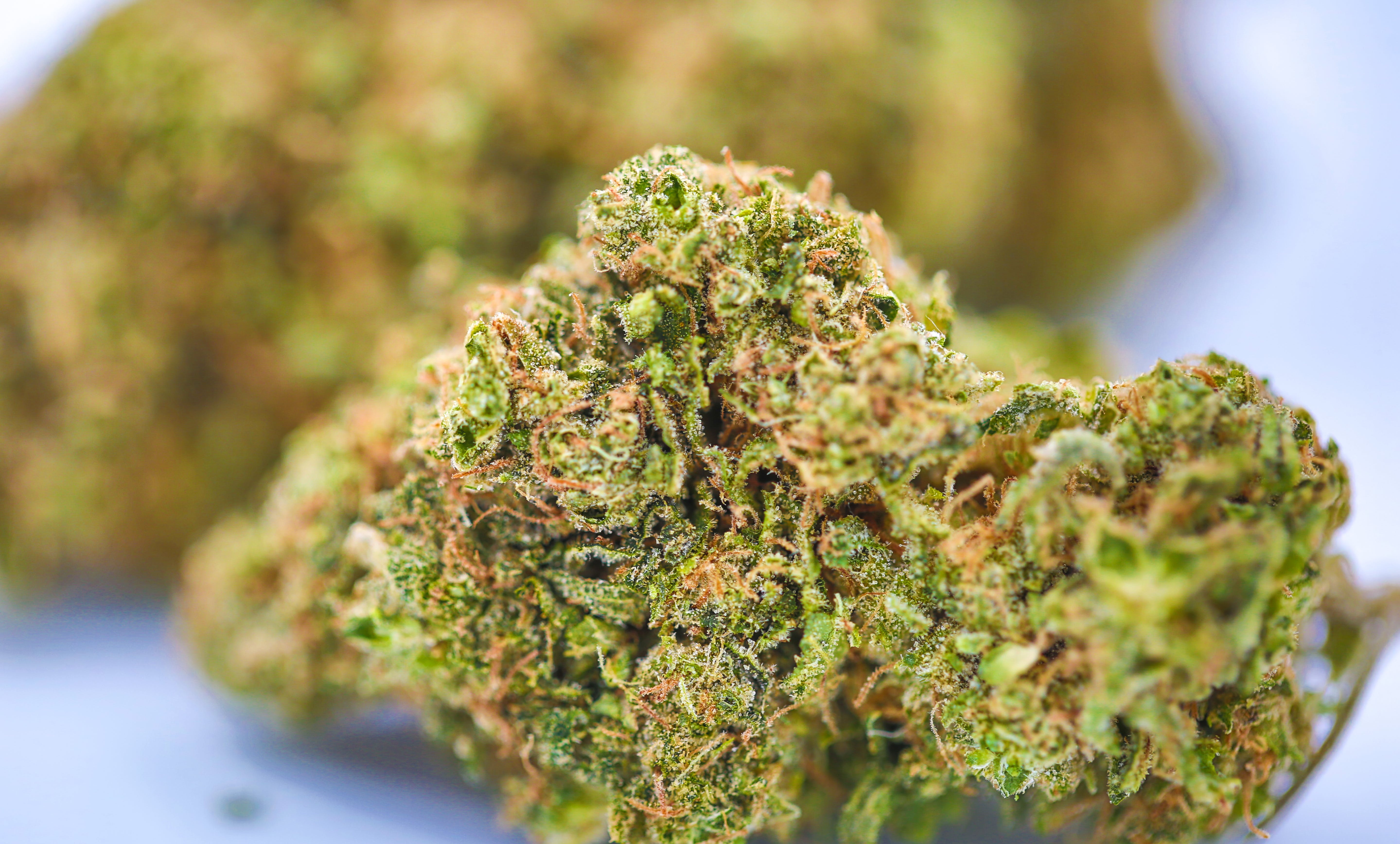 marijuana-dispensaries-24600-west-mcnichols-road-detroit-fireweed