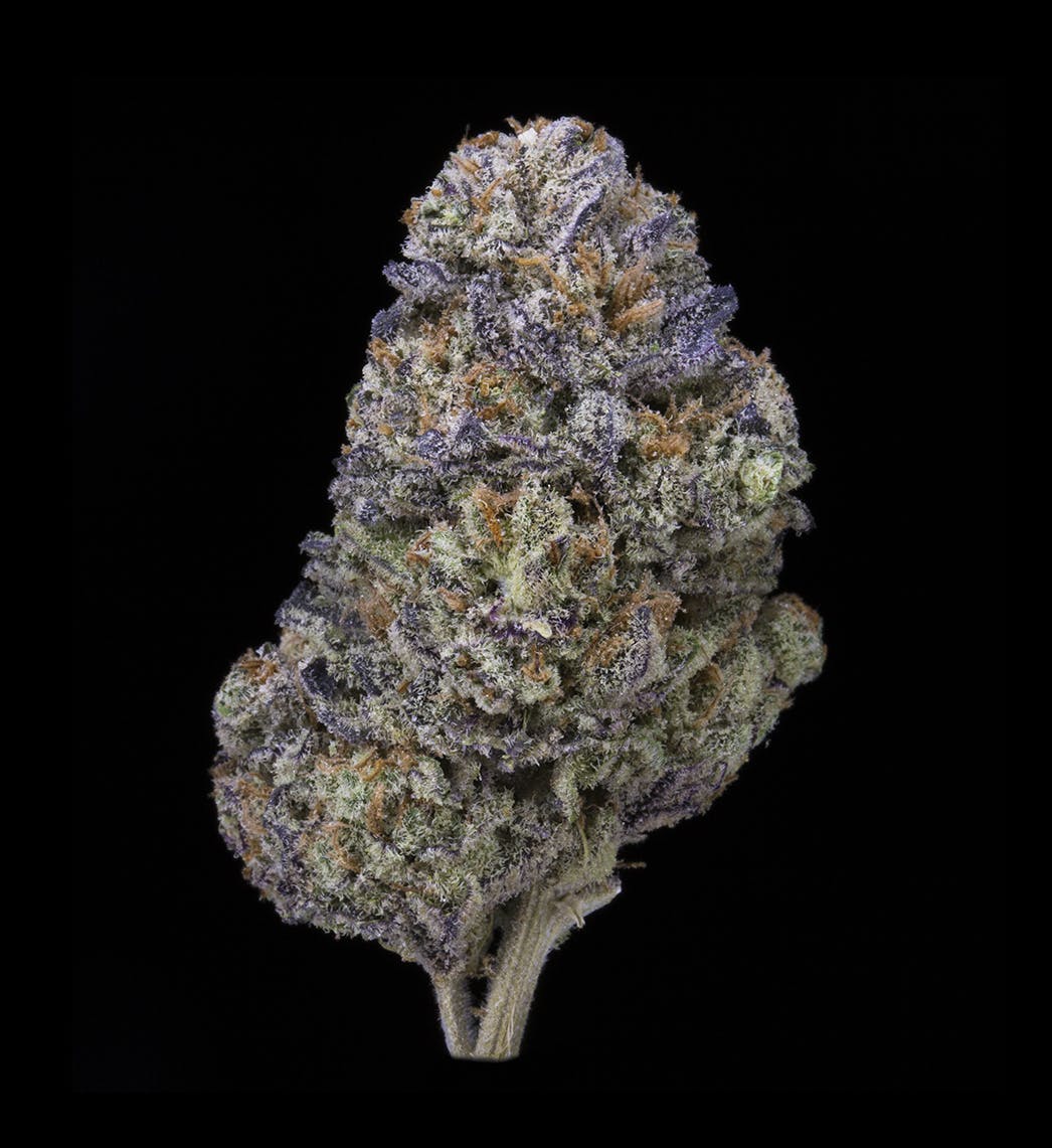 marijuana-dispensaries-118-conz-st-northampton-flo-au-limit-3-5g-flower-and-3-5g-shake-and-3-0-75-pre-rolls-no-med-limit