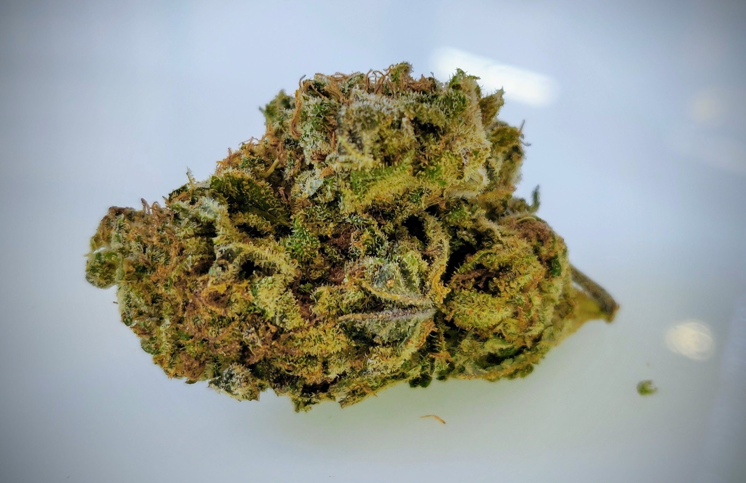 marijuana-dispensaries-timberline-herbal-clinic-a-wellness-center-in-denver-flo