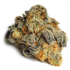 Forum Girlscout Cookies - Brown Dog
