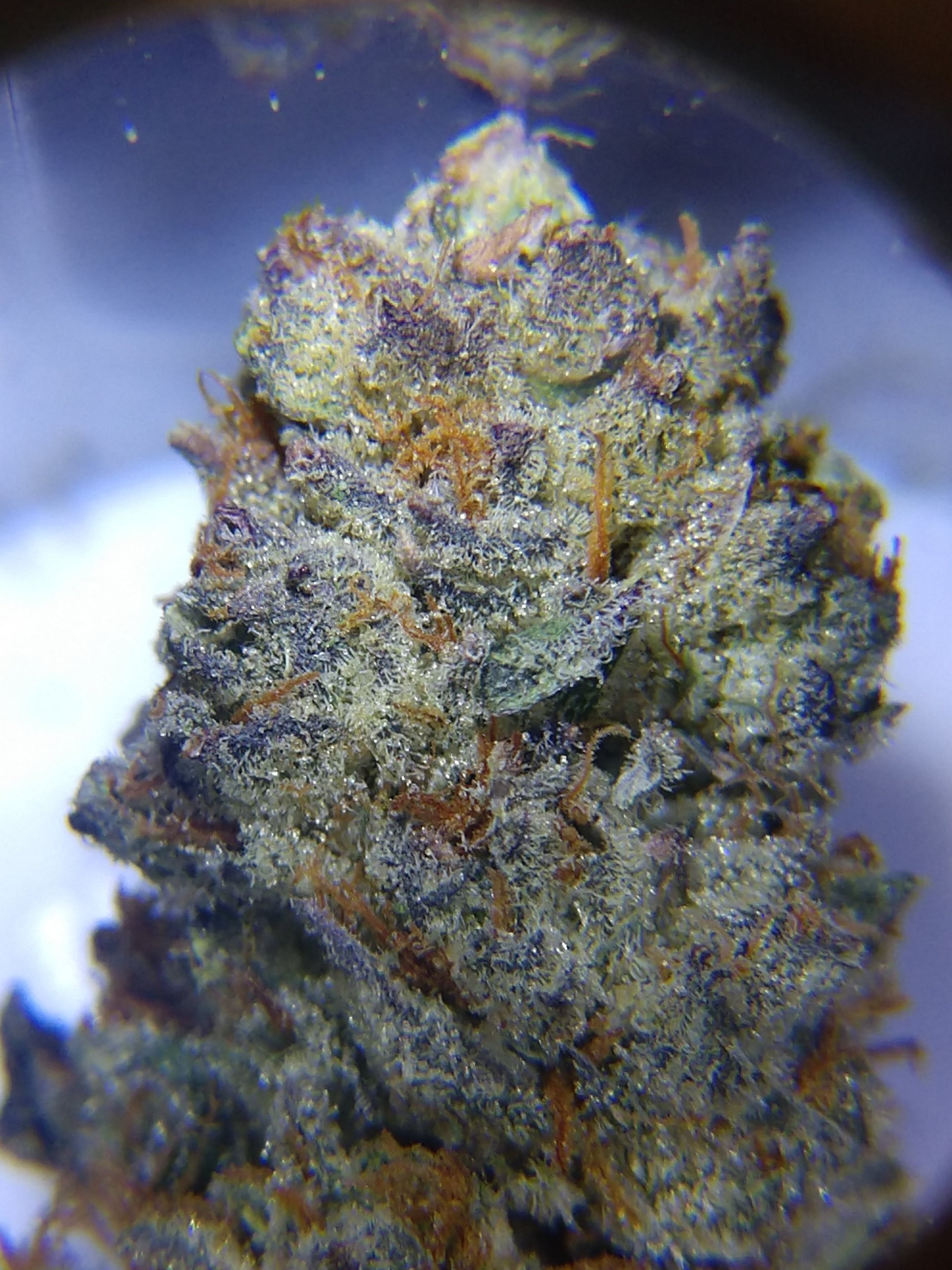 indica-four-kings