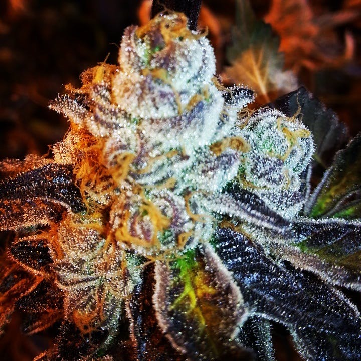 *****FrOsTeD CheRRy CaNdYLaNd*****
