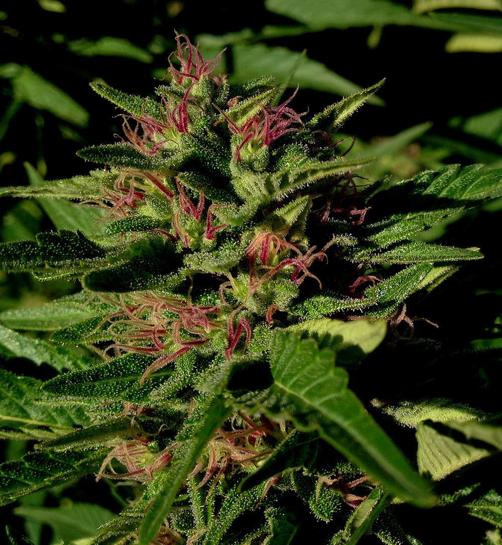 marijuana-dispensaries-natures-herbs-and-wellness-center-in-garden-city-g-13