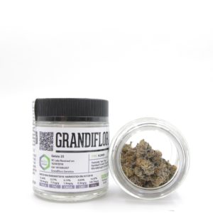 Gelato 23 by Grandiflora Genetics