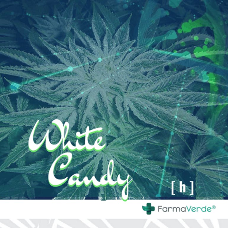 Genetic White Candy (flor)