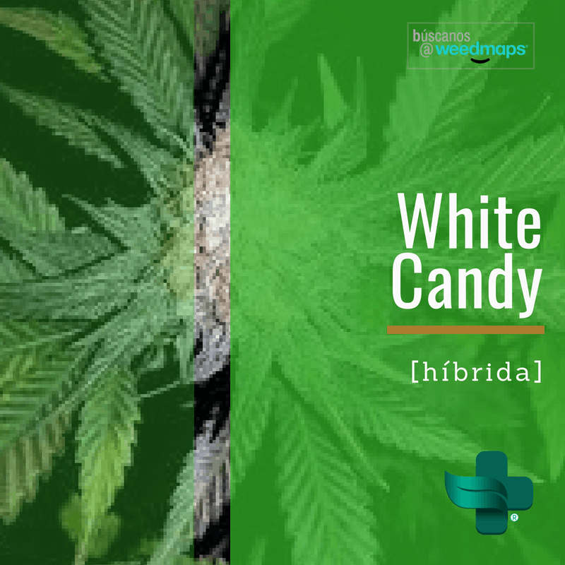 Genetic White Candy