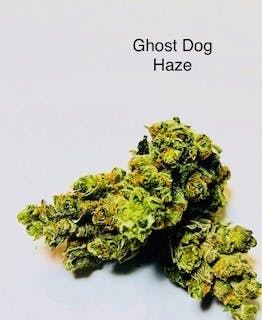 Ghost Dog Haze