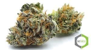 GIRL SCOUT COOKIE [EXCLUSIVE]