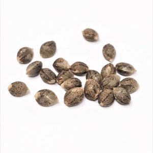 Girl Scout Cookie - Feminized Seeds