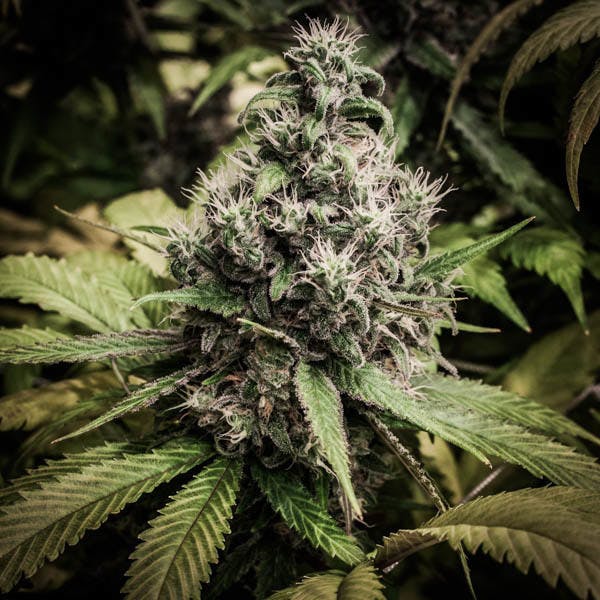 marijuana-dispensaries-natural-selections-recreational-in-northglenn-glue-234