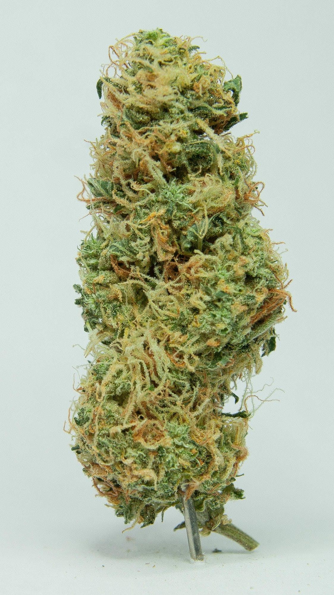 marijuana-dispensaries-the-house-of-mary-jane-in-detroit-gmo-cookie