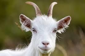 Goat Head (24.1% THC)