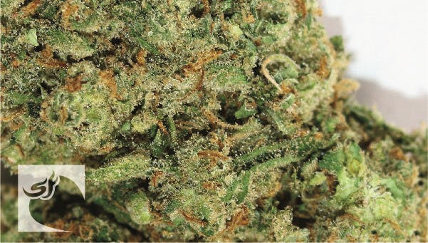 marijuana-dispensaries-116-santa-fe-trail-trinidad-gold-c99