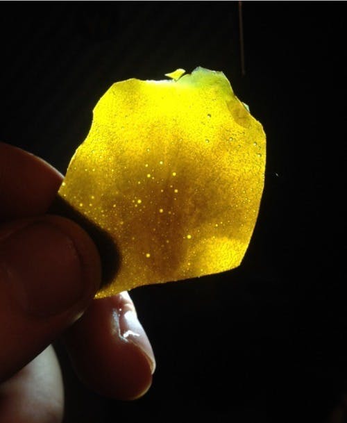 wax-gold-coast-extracts-live-resin