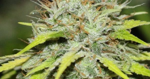 marijuana-dispensaries-supreme-og-in-los-angeles-gold-leaf