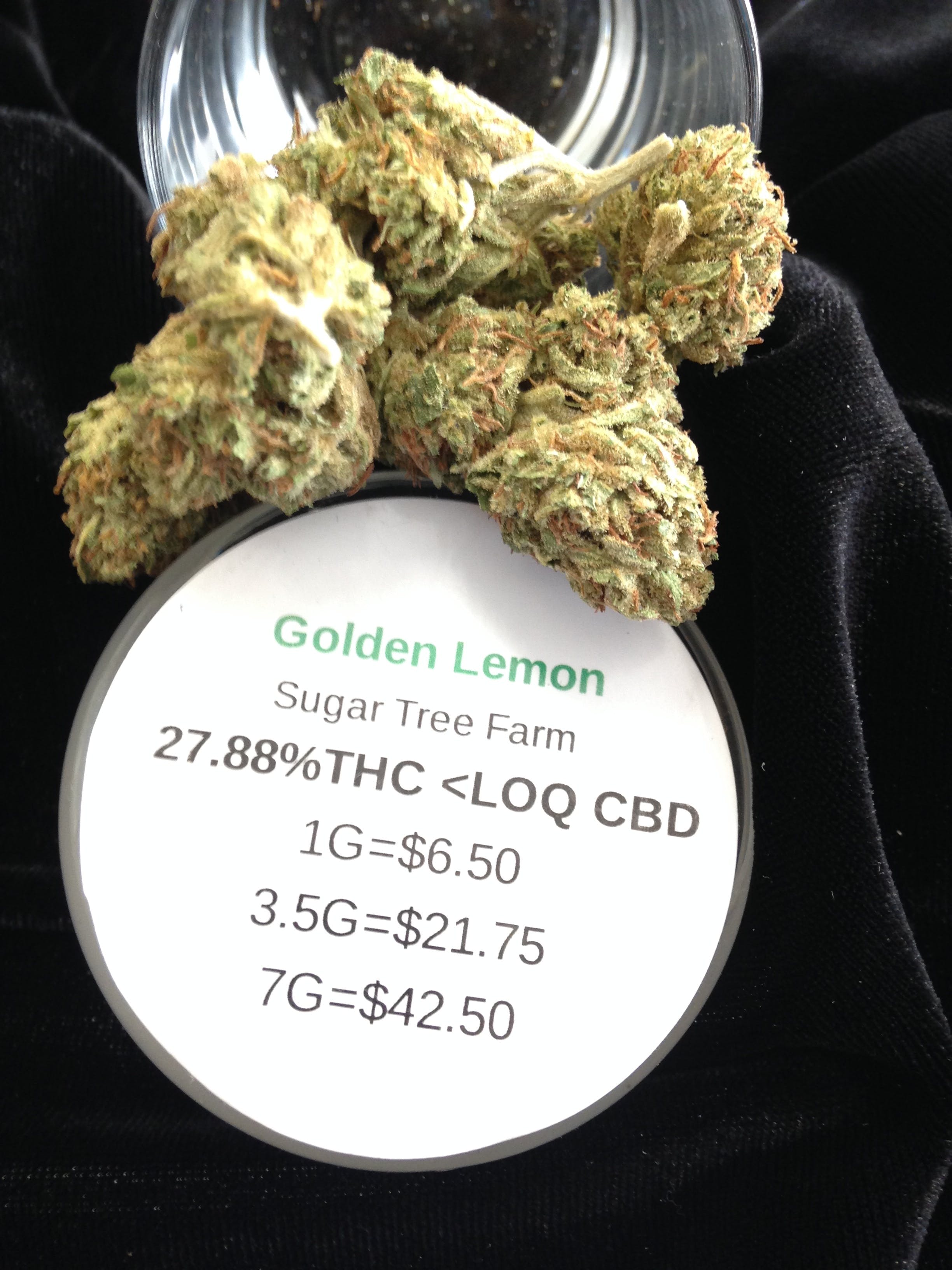 hybrid-golden-lemon-by-sugar-tree-farm